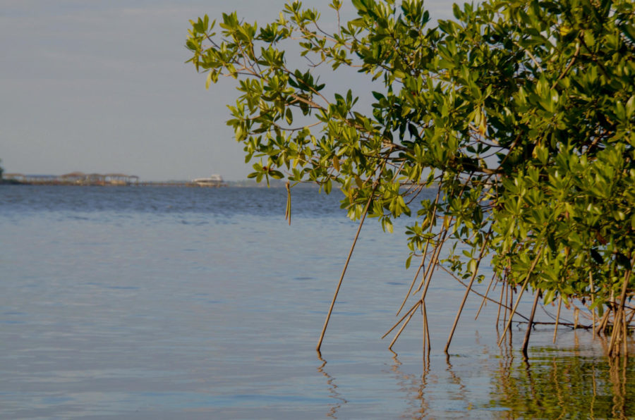 Saving+one+of+Brevard%E2%80%99s+most+important+resources%0Awill+require+effort+by+government+and+individuals.