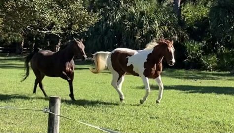 Quarter horses Peg and Mia run freely on the Royston family farm.