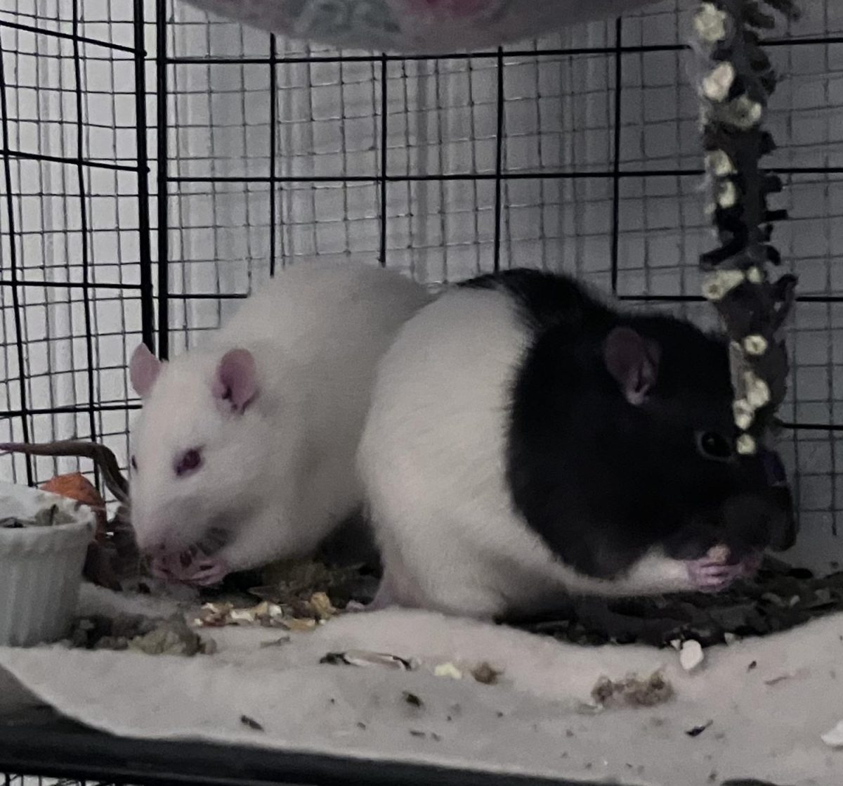 Pet rats Remy and Dexter enjoy a meal in their enclosure.